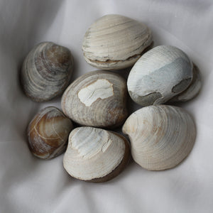 Clam Shell Fossil - Song of Stones
