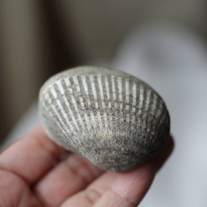 Clam Shell Fossil - Song of Stones