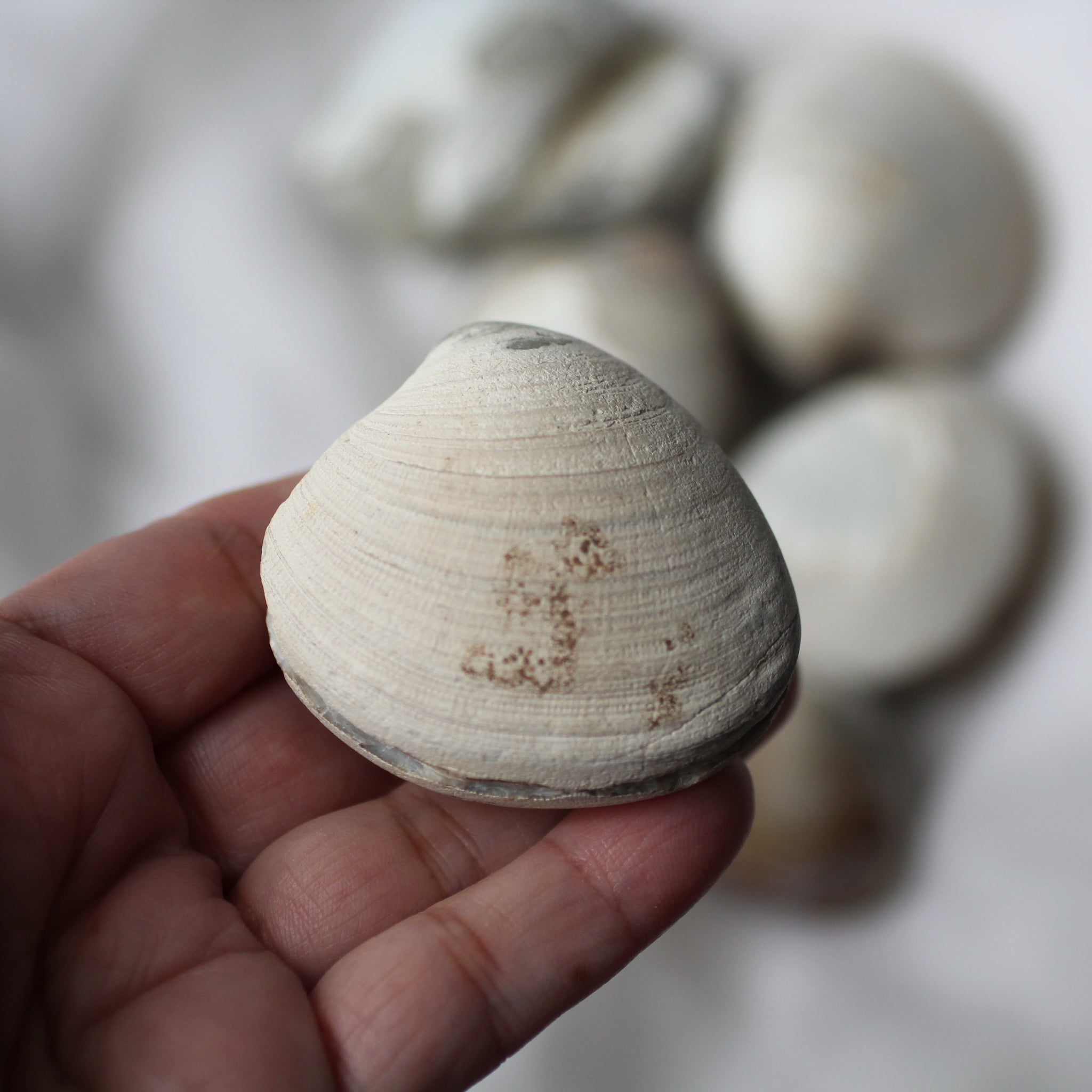 Clamshell White Color White Clam Shell