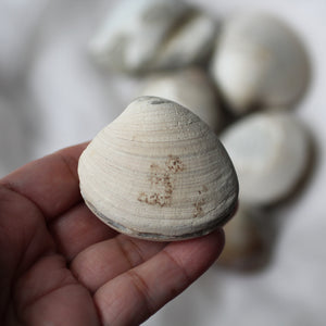 Clam Shell Fossil - Song of Stones
