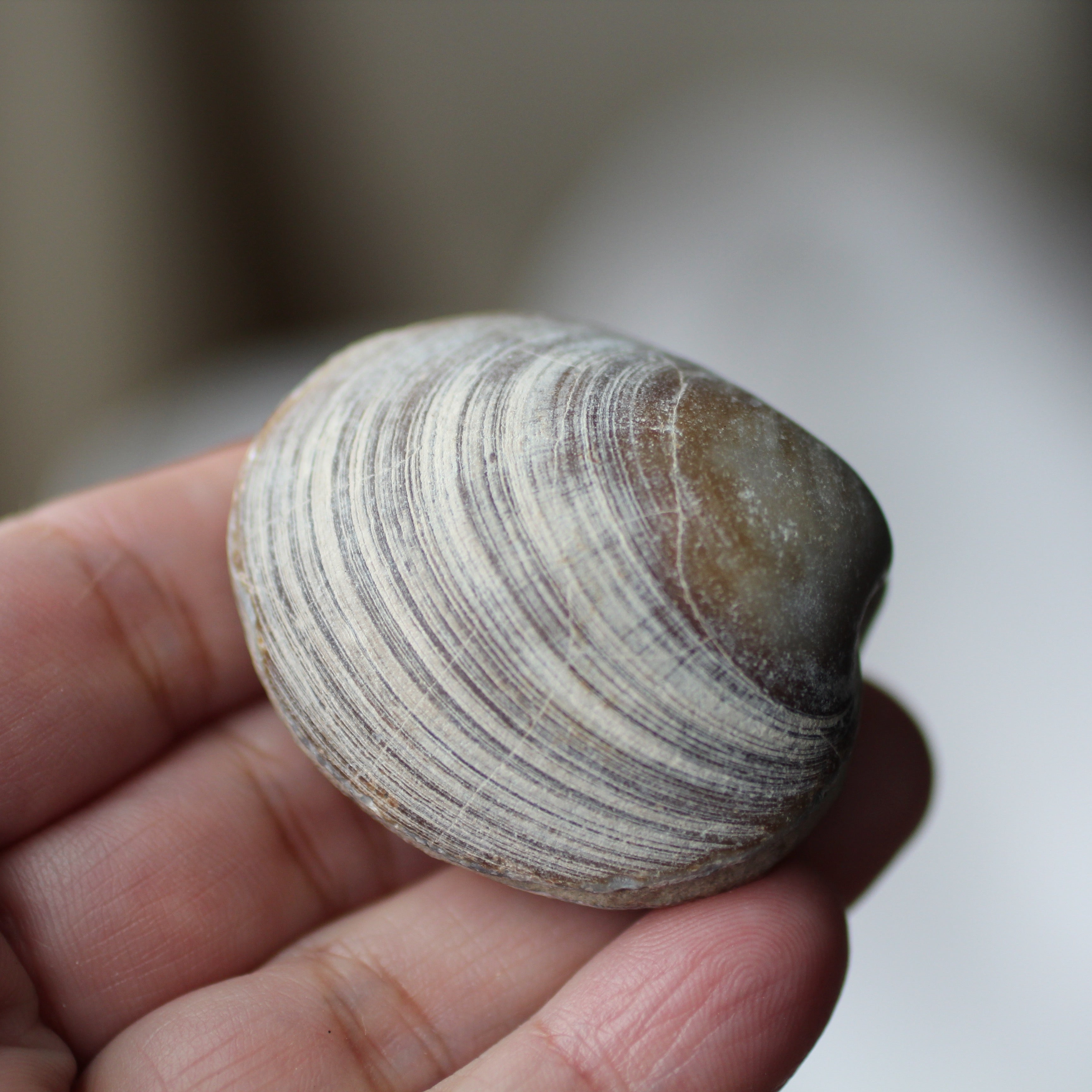 Clam Shell Fossil