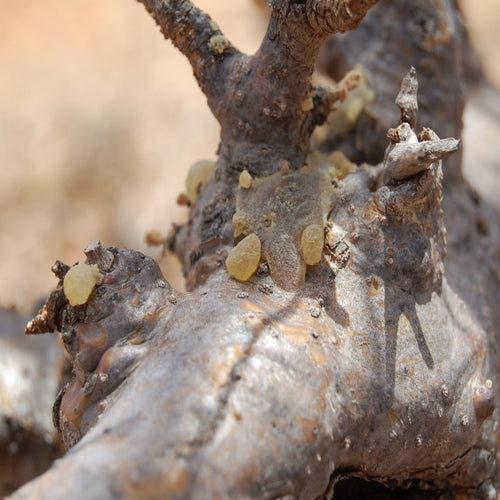 Frankincense Essential Oil - Song of Stones