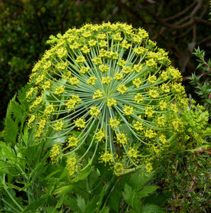 Galbanum Essential Oil - Song of Stones