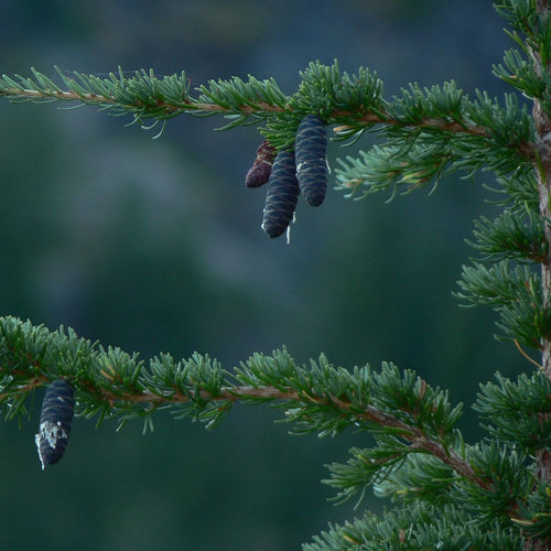 Blue Hemlock Essential Oil - Song of Stones