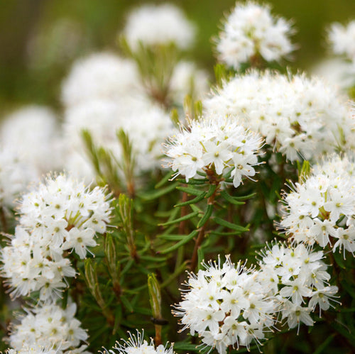 Releasing Anger - Labrador Tea Essential Oil Sample - Song of Stones