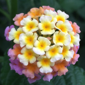 Lantana Essential Oil - Song of Stones