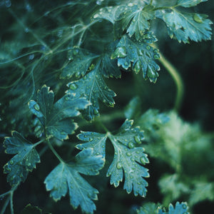 Lovage Essential Oil - Song of Stones