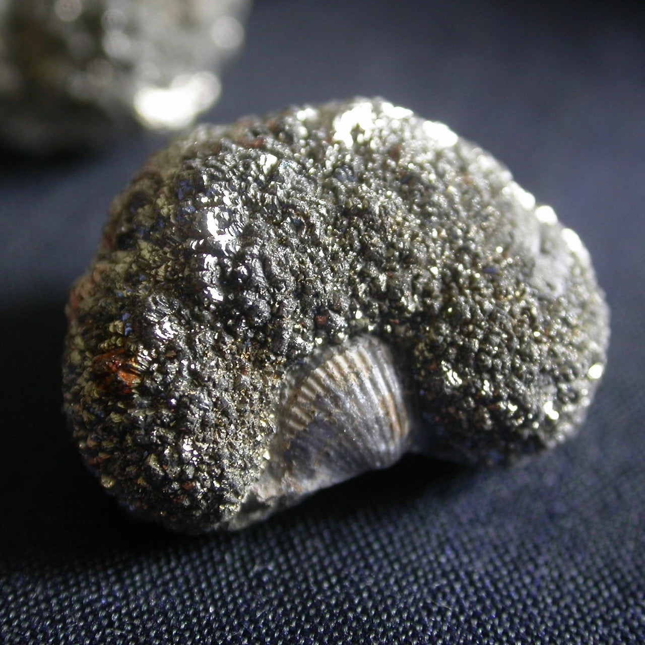 Marcasite Fossil Nodules Song of Stones