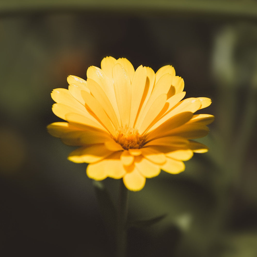 Marigold Essential Oil - Song of Stones