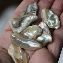 Load image into Gallery viewer, Paua Abalone Shell pair - Song of Stones