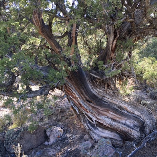 Pinon-Juniper Essential Oil Co-distillation - Song of Stones