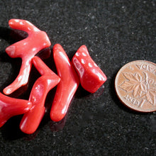 Load image into Gallery viewer, Polished Natural Red Coral - Song of Stones