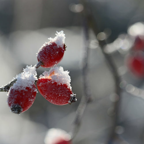 Rose Hip Seed Essential Oil - Song of Stones