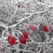 Load image into Gallery viewer, Rose Hip Seed Essential Oil - Song of Stones