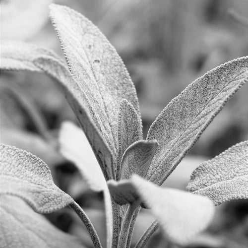 White Sage Essential Oil - Song of Stones