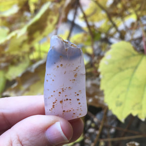 Holly Blue Seed Pod - Song of Stones