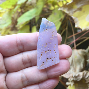 Holly Blue Seed Pod - Song of Stones