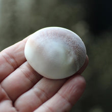 Load image into Gallery viewer, Shiva&#39;s Eye Shell - Song of Stones
