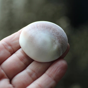 Shiva's Eye Shell - Song of Stones