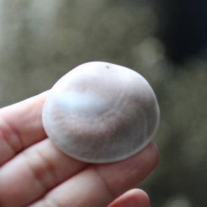 Shiva's Eye Shell - Song of Stones