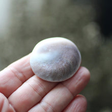 Load image into Gallery viewer, Shiva&#39;s Eye Shell - Song of Stones