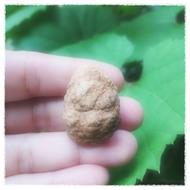 Natural Geode Rattle - Song of Stones
