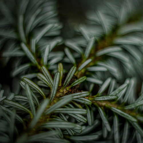 Black Spruce Essential Oil - Song of Stones