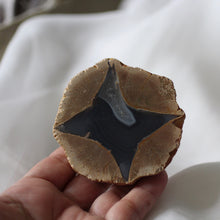 Load image into Gallery viewer, Star Glider - Star Agate Geode - Song of Stones