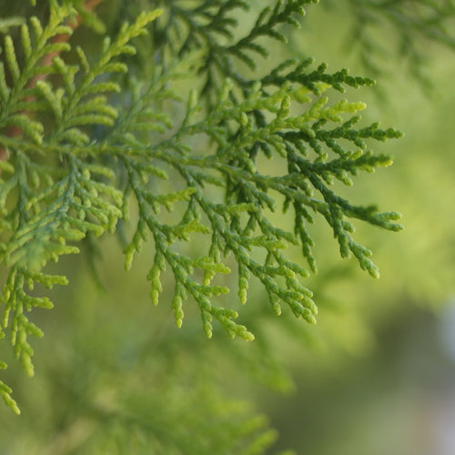 Thuya Red Cedar Essential Oil - Song of Stones