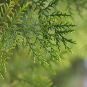 Thuya Red Cedar Essential Oil - Song of Stones