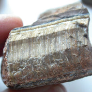 Golden Tiger Eye - Song of Stones