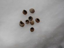 Load image into Gallery viewer, Wytch Elm Magickal Pearls - Song of Stones