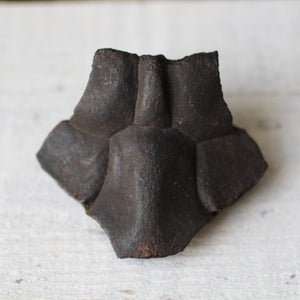 Fossil Turtle Shell - Song of Stones